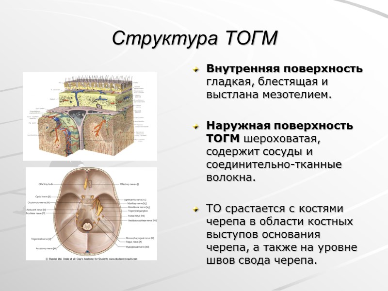 Структура ТОГМ Внутренняя поверхность гладкая, блестящая и выстлана мезотелием.  Наружная поверхность ТОГМ шероховатая,